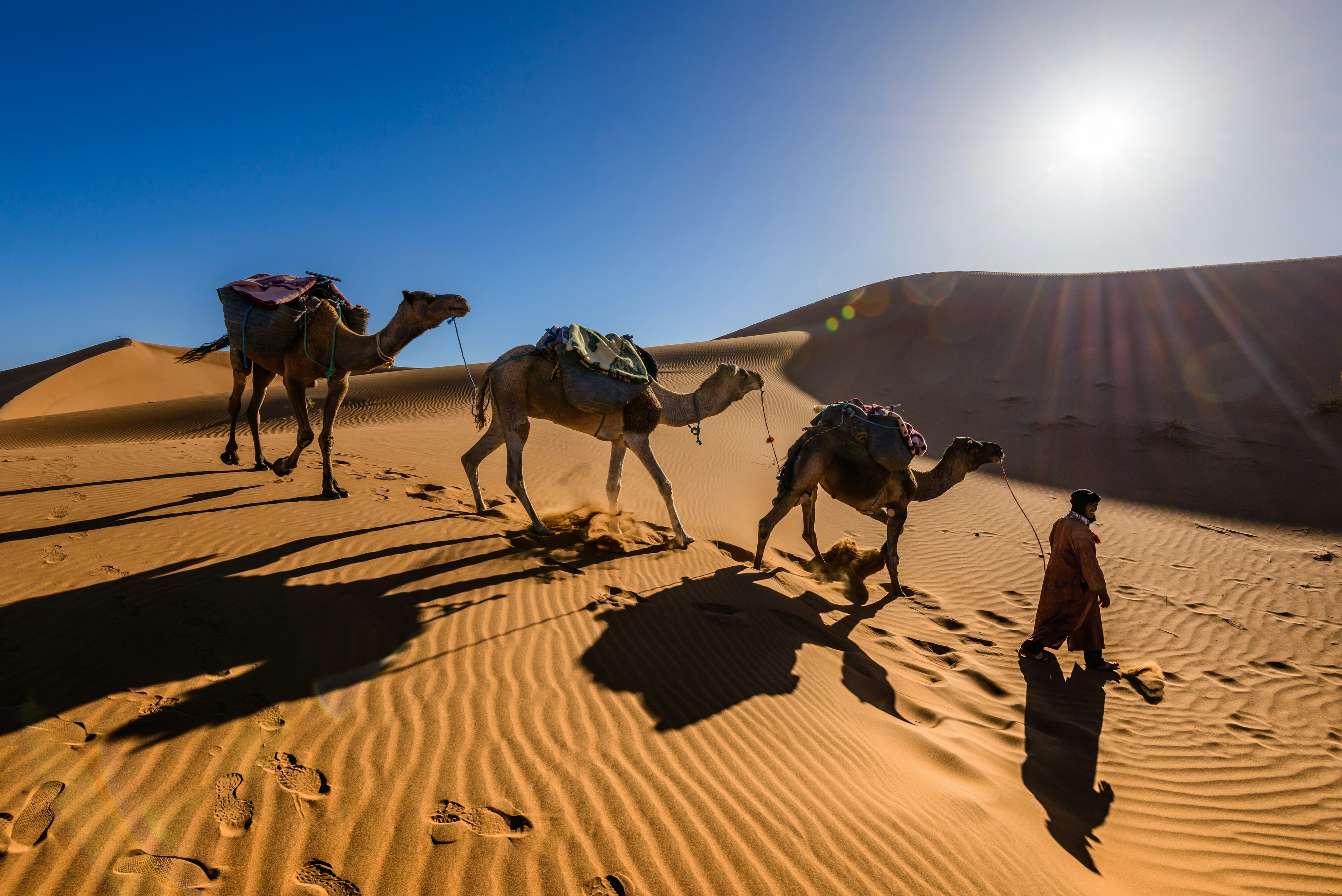 Camel safari crossing the sand dunes near Jaisalmer